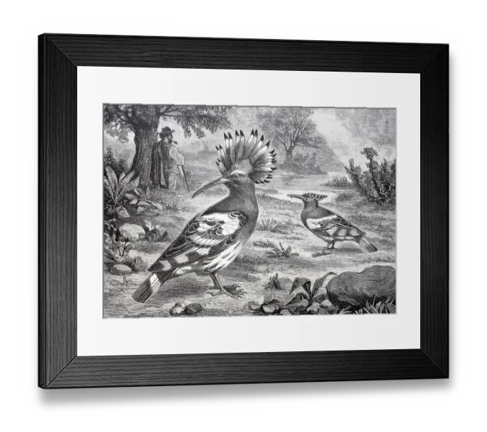 Framed Print : Bird, Hoopoe, Upupa epops, Historical