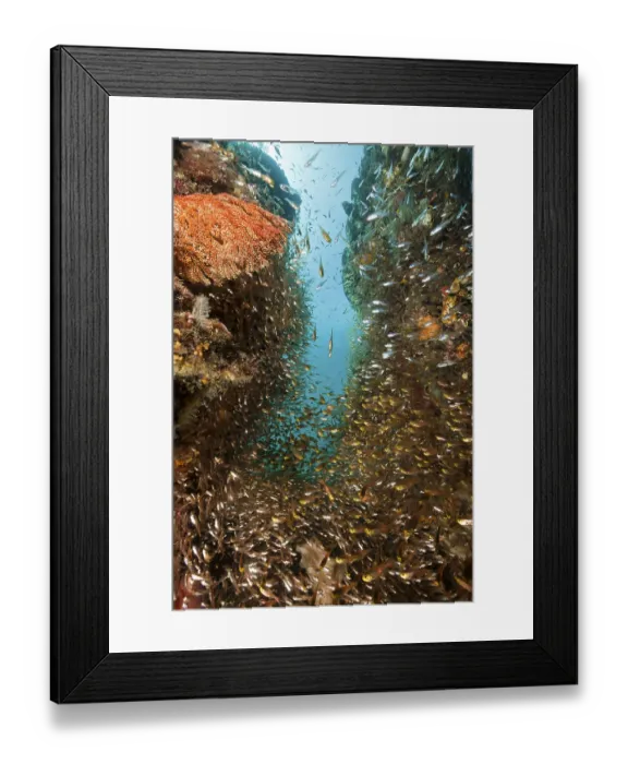 Framed Print : Glassfish in coral reef, Parapriacanthus ransonneti