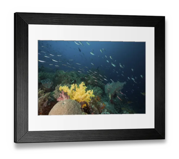 Framed Print : Fusiliers over coral reef, Pterocaesio pisang