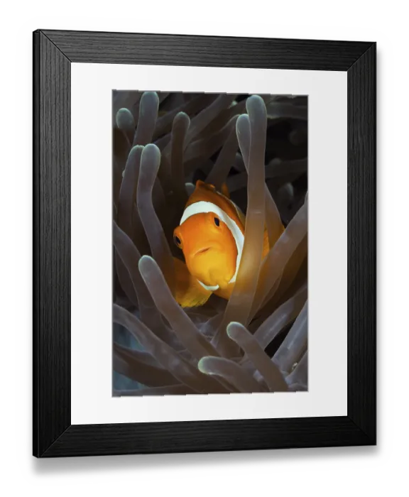 Framed Print : Orange skunk clownfish, Amphiprion ocellaris