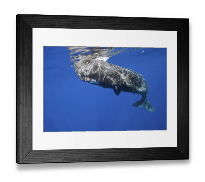 Framed Print : Sperm whale, Physeter macrocephalus