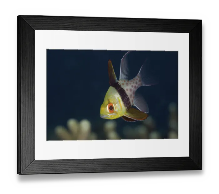 Framed Print : Pyjama Cardinalfish, Sphaeramia nematoptera
