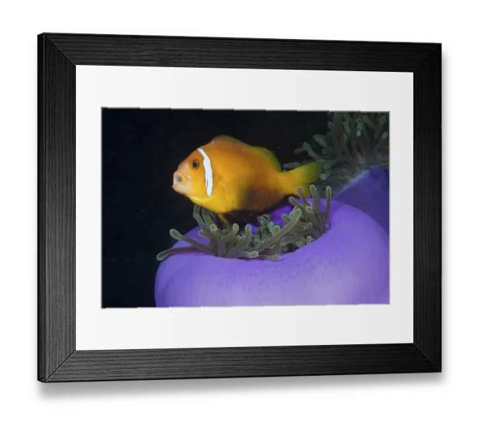 Framed Print : Maldives anemonefish in magnificent anemone Framed Print : Maldives anemonefish in magnificent anemone