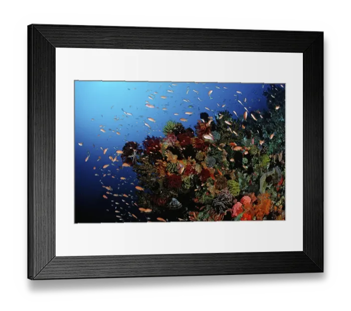 Framed Print : Colourful coral reef, Bali, Indian Ocean Framed Print : Colourful coral reef, Bali, Indian Ocean