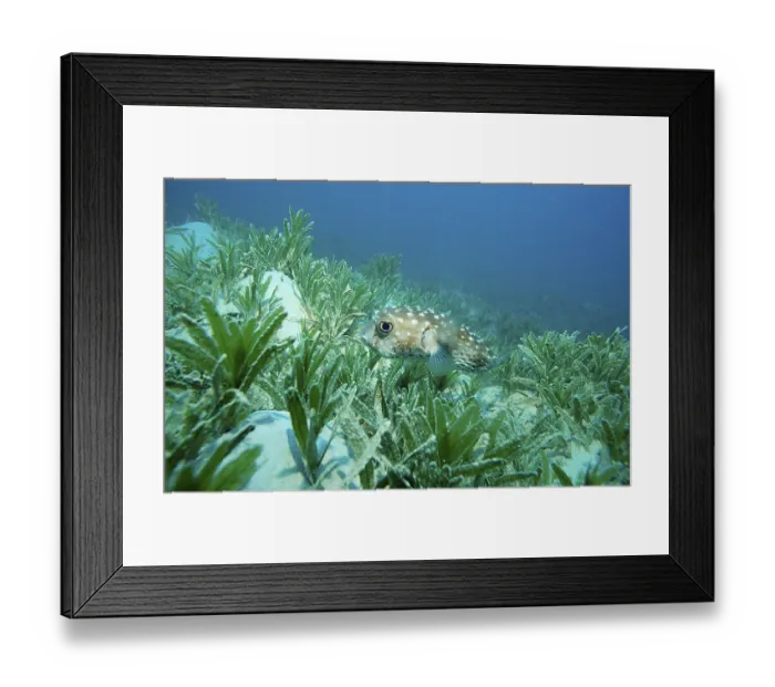 Framed Print : Yellow-spotted hedgehogfish, Cyclichthys spilostylus