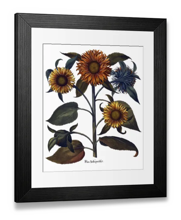 Framed Print : Helianthus (sunflower) is a genus of plants comprising about 52 species in the Asteraceae family