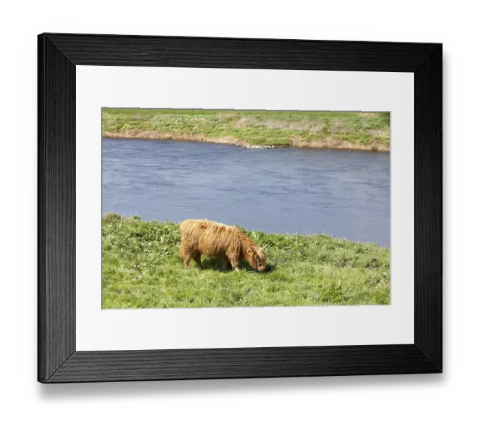 Framed Print : Highland cattle, river Weser, Weser Uplands Framed Print : Highland cattle, river Weser, Weser Uplands