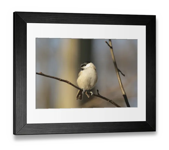 Framed Print : Marsh tit on a twig in the forest Framed Print : Marsh tit on a twig in the forest
