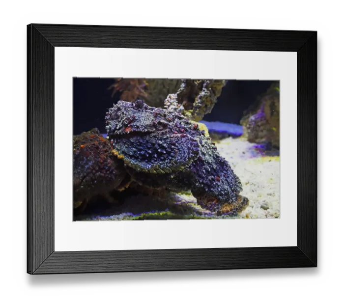 Framed Print : Reef stonefish (Synanceia verrucosa) Framed Print : Reef stonefish (Synanceia verrucosa)