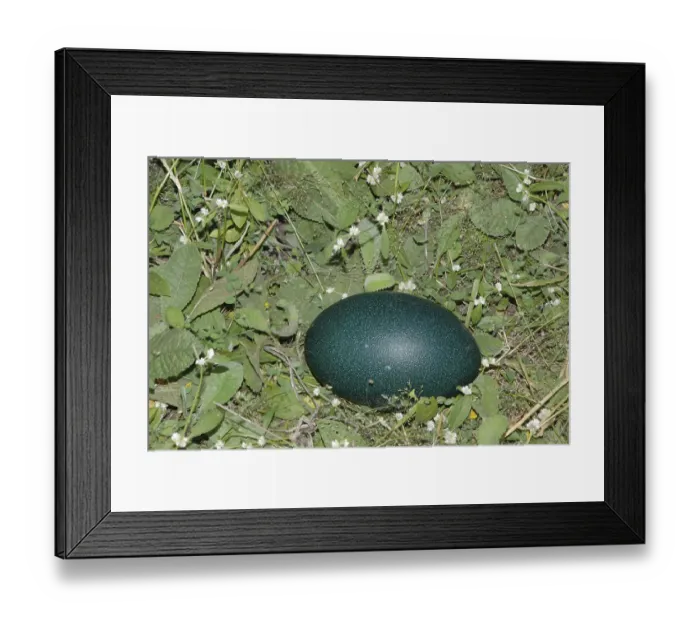 Framed Print : Egg of Emu bird, Dadade, Jawhar