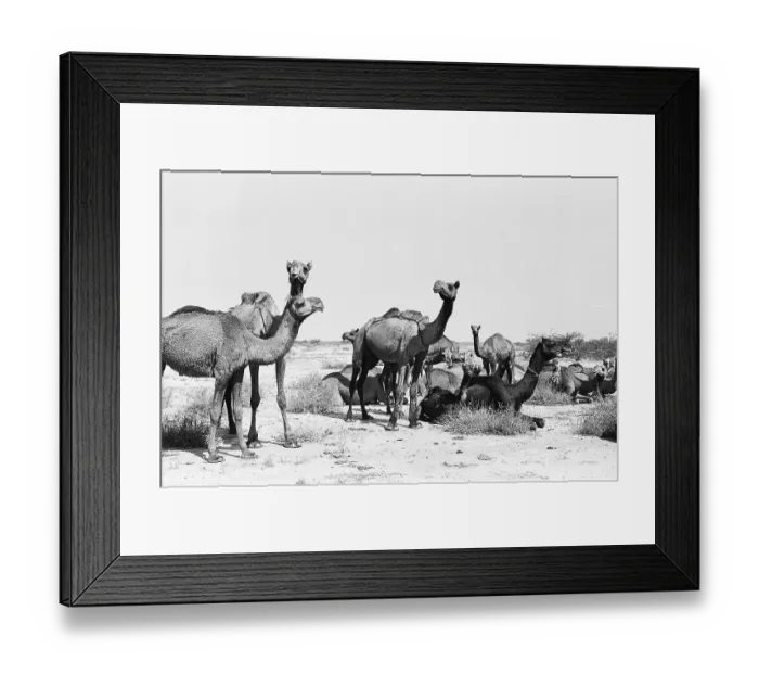Framed Print : Camel herd close to Rann of Kutch