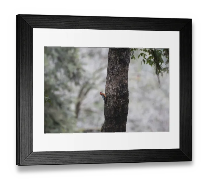 Framed Print : Rufous bellied Woodpecker bird on tree trunk Framed Print : Rufous bellied Woodpecker bird on tree trunk