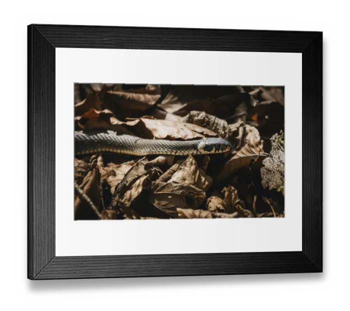 Framed Print : Koenigsee, Berchtesgaden, Bavaria