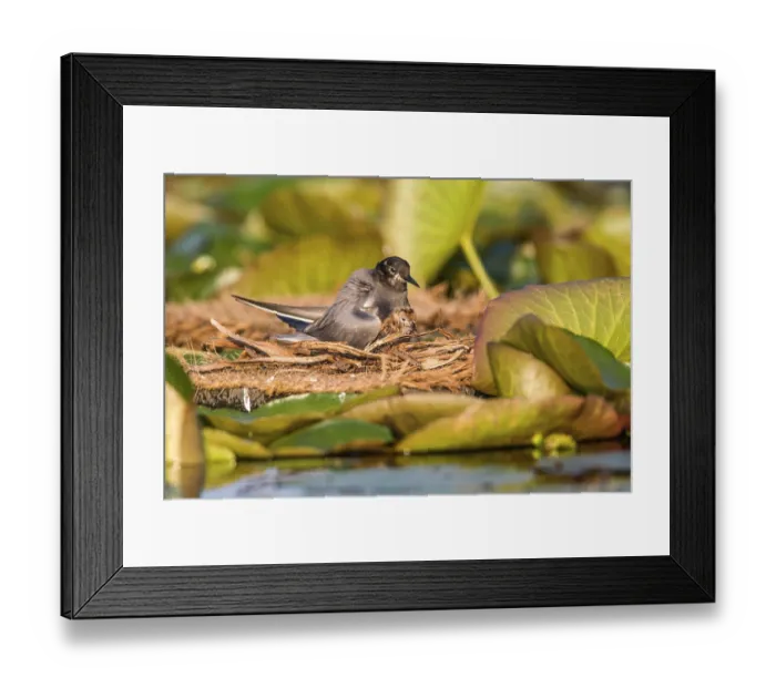 Framed Print : Black Tern Framed Print : Black Tern