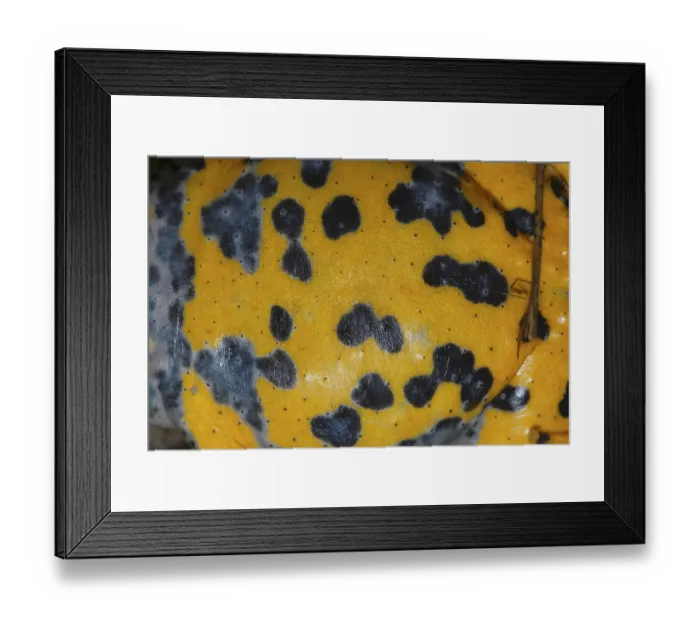 Framed Print : Yellow-bellied toad Framed Print : Yellow-bellied toad