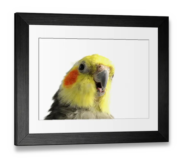 Framed Print : Cockatiel, male, wild-coloured