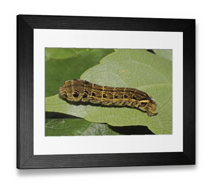 Framed Print : Elephant hawk-moth (Deilephila elpenor)