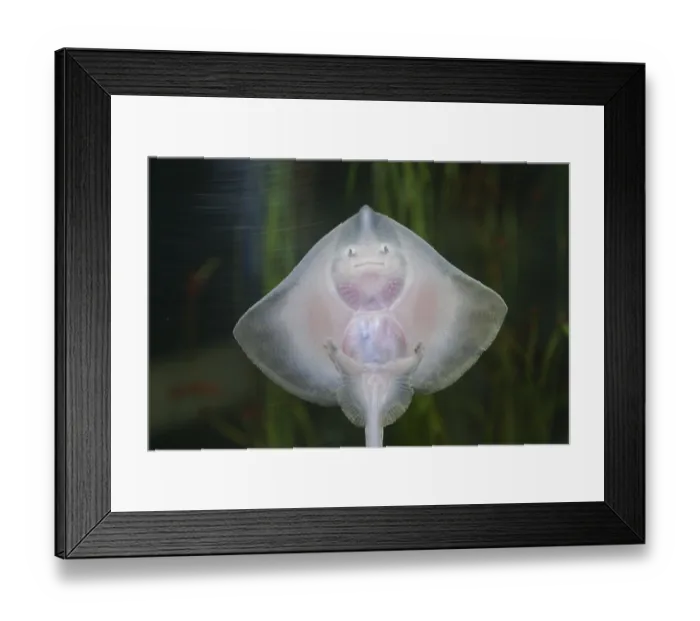 Framed Print : Thornback ray