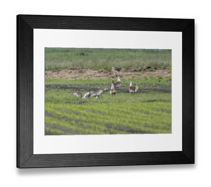 Framed Print : Great Bustard, male (Otis tarda)