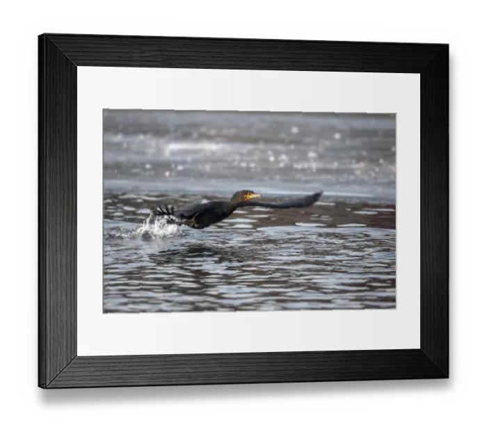Framed Print : Cormorant (Phalacrocorax carbo)