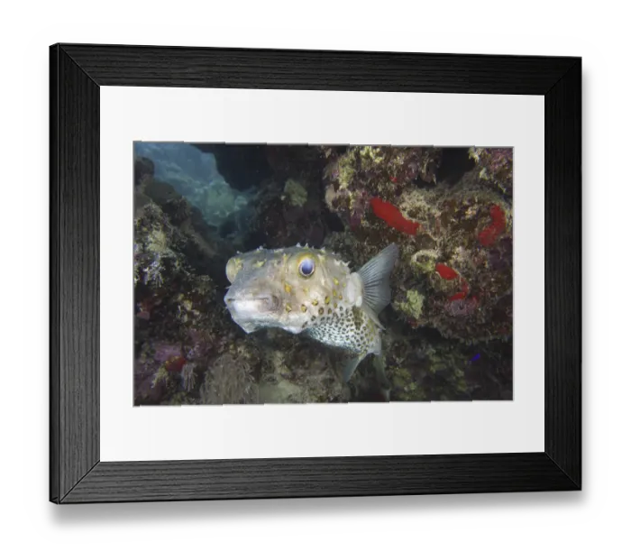 Framed Print : Yellow-spotted hogfish (Cyclichthys spilostylus) Framed Print : Yellow-spotted hogfish (Cyclichthys spilostylus)