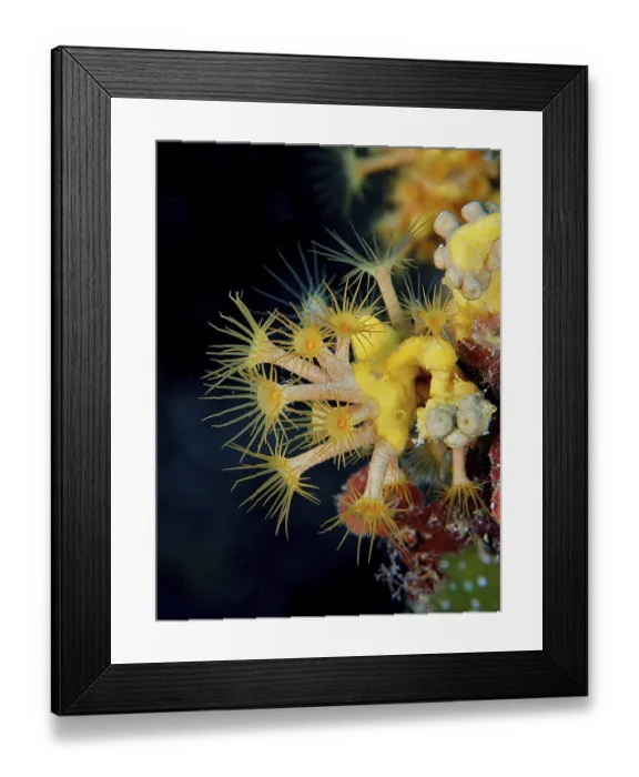 Framed Print : Yellow cluster anemone (Parazoanthus axinellae)