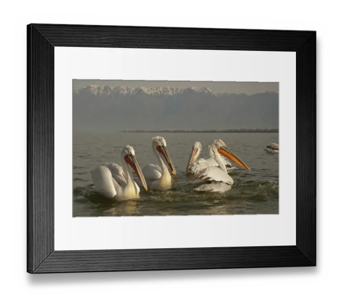 Framed Print : Dalmatian pelicans (Pelecanus crispus)