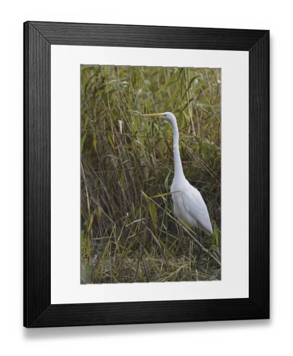 Framed Print : Great White Egret (Casmerodius albus) Framed Print : Great White Egret (Casmerodius albus)