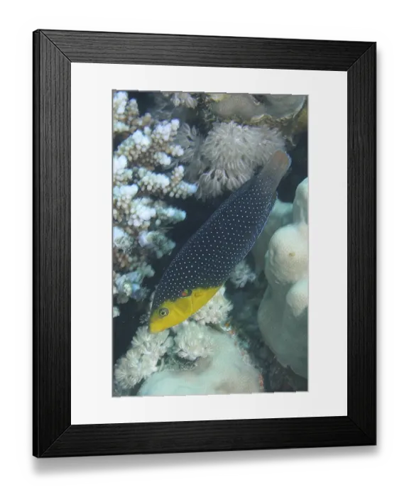 Framed Print : Yellow-breasted Junker (Anampses twistii)
