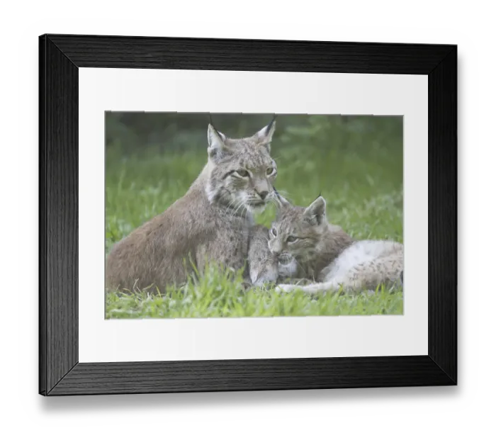 Framed Print : Lynx portrait (lynx lynx)