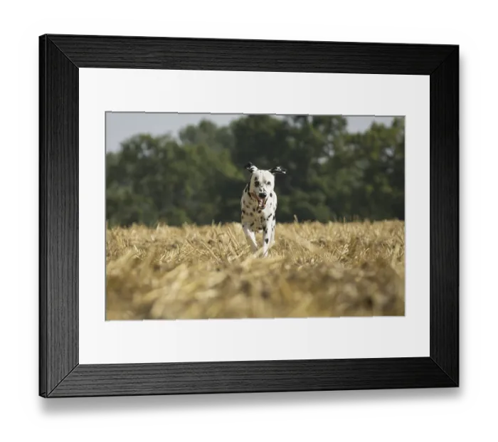 Framed Print : Dalmatian in a field (Dalmatinac) Framed Print : Dalmatian in a field (Dalmatinac)