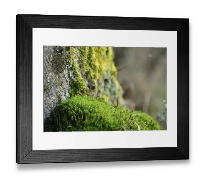 Framed Print : Moss (embryophytes) Framed Print : Moss (embryophytes)