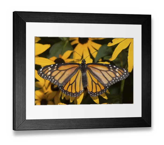 Framed Print : Monarch butterfly (Danaus plexippus)