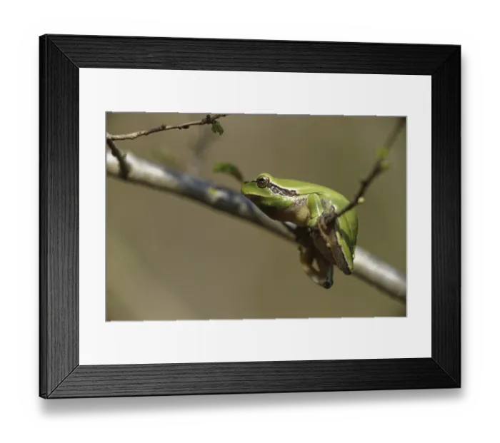 Framed Print : Mediterranean tree frog (Hyla meridionalis)