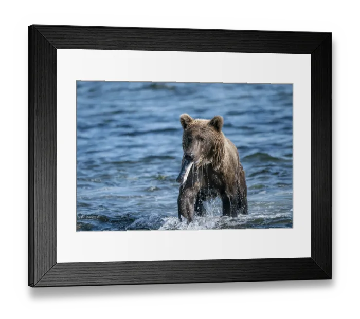 Framed Print : Alaskan grizzly bear (Ursus arctos horribilis)