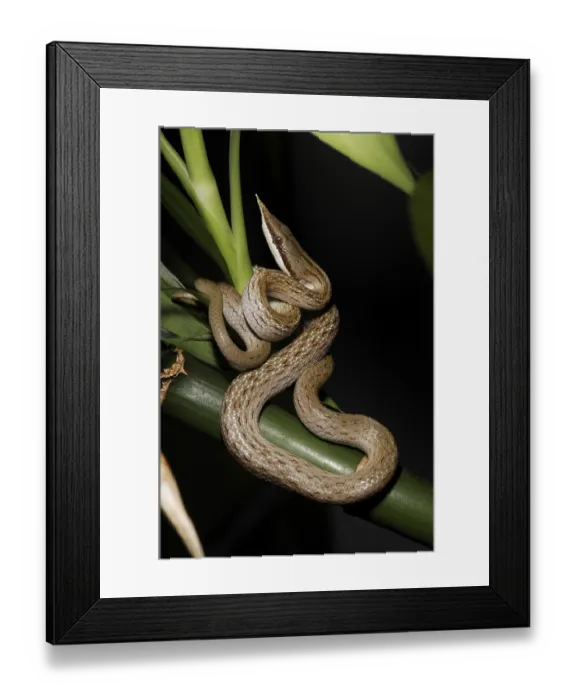 Framed Print : Vietnamese long-nosed snake (Rhynchophis boulengeri)