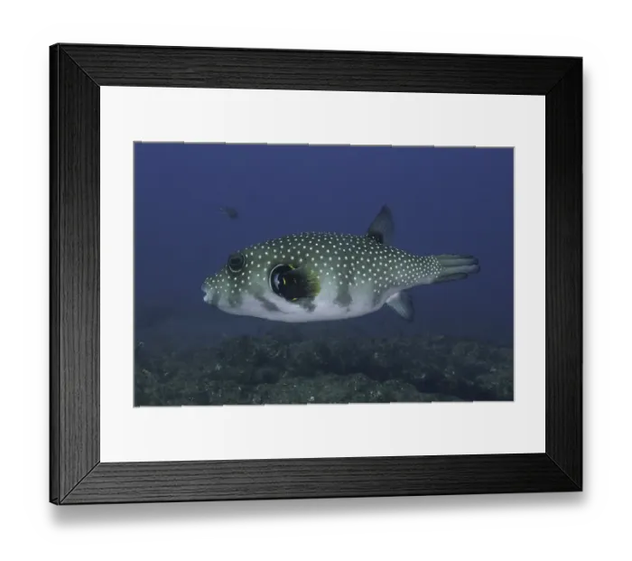 Framed Print : White-spotted pufferfish (Arothron hispidus)