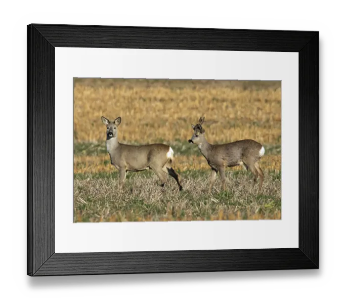 Framed Print : Roe deer (Capreolus capreolus)