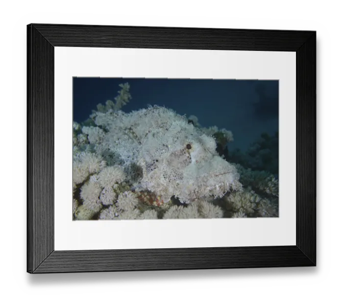 Framed Print : Fringed dragon's head (Scorpaenopsis oxycephala) Fringed dragon's head (Scorpaenopsis oxycephala)