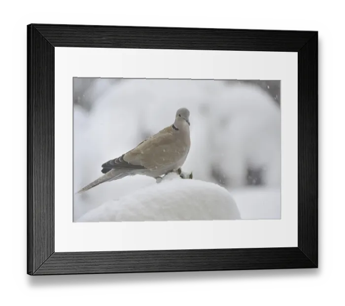Framed Print : Eurasian collared dove (Streptopelia decaocto) Framed Print : Eurasian collared dove (Streptopelia decaocto)