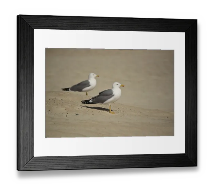 Framed Print : Herring gull (Larus fuscus)