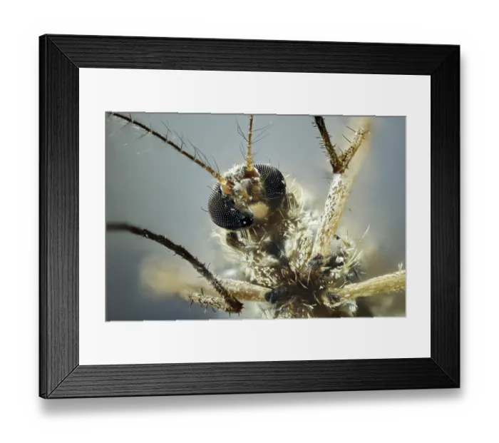 Framed Print : Mosquito (Culicidae) Framed Print : Mosquito (Culicidae)