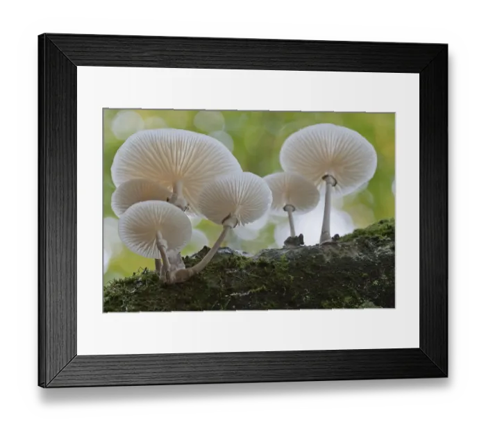 Framed Print : Beech or ringed slime mould (Oudemansiella mucida) Framed Print : Beech or ringed slime mould (Oudemansiella mucida)