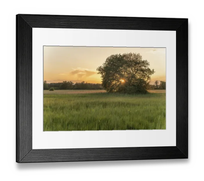 Framed Print : Sunset with sun passing through large oak grove in meadow