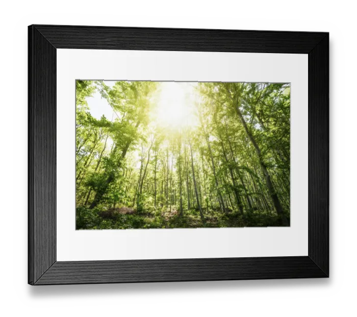 Framed Print : Sun light between the trees in a forest Framed Print : Sun light between the trees in a forest