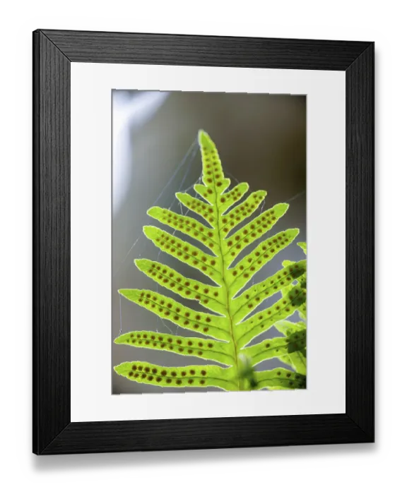 Framed Print : Polypodium (Polypodium cambricum) Framed Print : Polypodium (Polypodium cambricum)