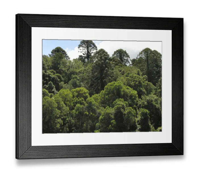 Framed Print : Primeval forest near Bunya Mountains NP