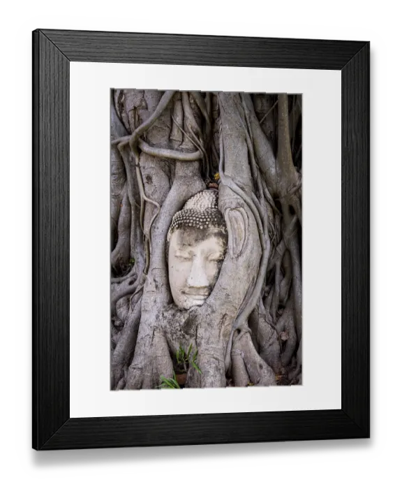 Framed Print : Head of a Buddha statue embraced by the roots of a strangler fig in Wat Mahatat