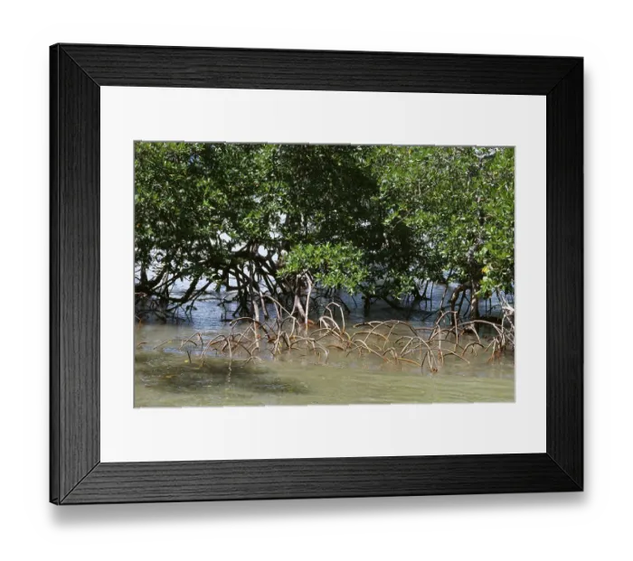 Framed Print : Mangroves, Port Blair, Andaman Island, India
