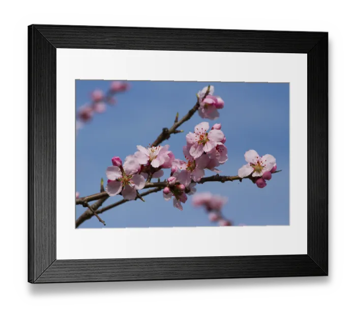 Framed Print : Almond blossoms (Prunus dulcis)